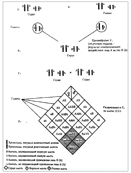 Закономерности независимого наследования двух и более признаков. Виды взаимодействия неаллельных генов - student2.ru
