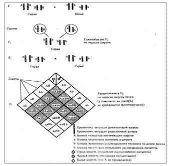 Закономерности независимого наследования двух и более признаков. Виды взаимодействия неаллельных генов - student2.ru