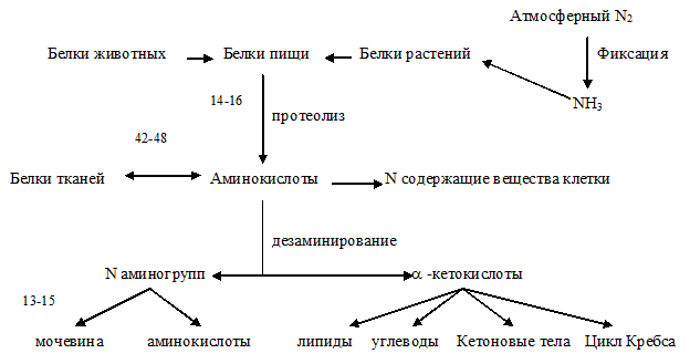 Заменимые и незаменимые аминокислоты - student2.ru