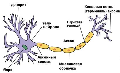 Занятие 26. Нервная система. Анализаторы - student2.ru