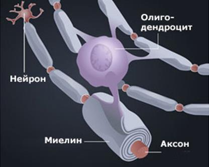 Занятие 26. Нервная система. Анализаторы - student2.ru