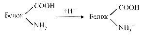 Заряд белковой молекулы - student2.ru