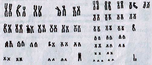 Завдання 1. Виявлення крохмалю та глюкози. для лабораторних і практичних робіт - student2.ru