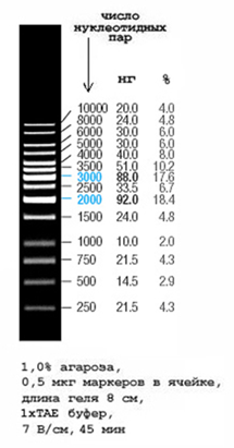 Зависимость эффективного разделения фрагментов ДНК разных размеров от концентрации агарозы в геле - student2.ru