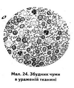 ЗБУДНИК ЧУМИ. Збудник чуми (Yеrsіnіа реstіs; від араб, джумма — біб, кулька, звідси — бубон) належить до родини Еntеrо-bасtеrіасеае. Він був відкритий в 1894 році А. - student2.ru