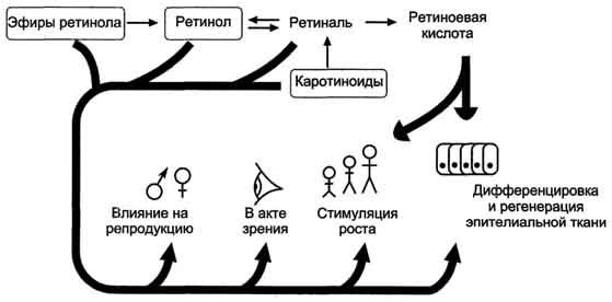 Жирорастворимые витамины - student2.ru