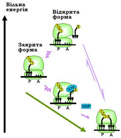 зв'язування аа-трнк з а-сайтом рибосоми - student2.ru