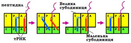 зв'язування аа-трнк з а-сайтом рибосоми - student2.ru