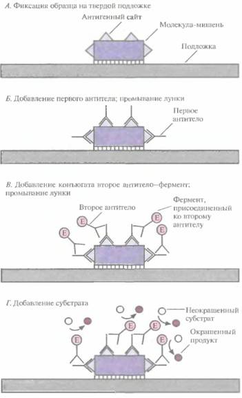 Ahern Т. J., J. I. Casai, G. A. Petsko, A. M. Kli- - student2.ru