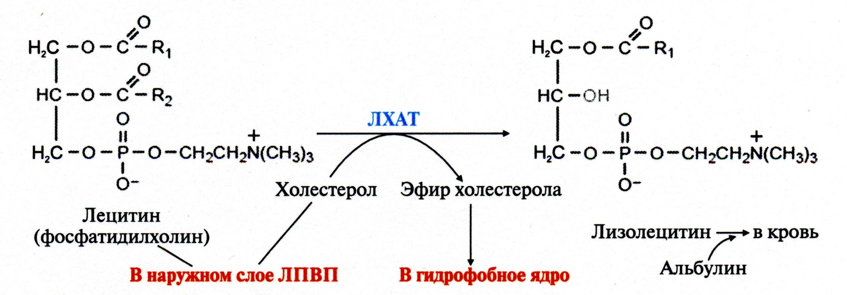 Активатор ЛХАТ – белок апо A-I, который располагается на поверхности ЛПВП - student2.ru