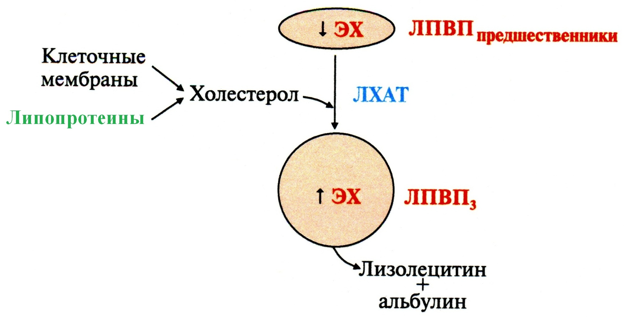 Активатор ЛХАТ – белок апо A-I, который располагается на поверхности ЛПВП - student2.ru