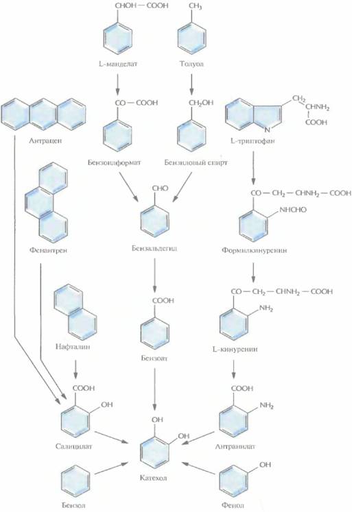 Andio R., D. Silvera, S. D. Suggett, P. L. Achacoso, 4 страница - student2.ru