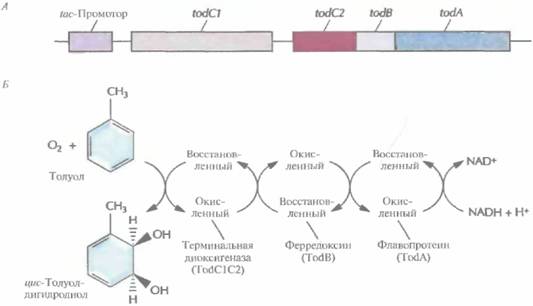 Andio R., D. Silvera, S. D. Suggett, P. L. Achacoso, 5 страница - student2.ru