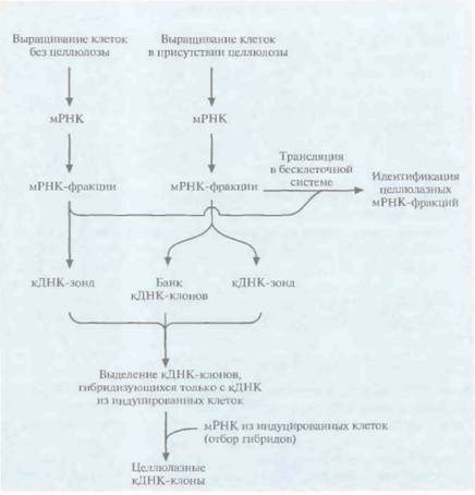 Andio R., D. Silvera, S. D. Suggett, P. L. Achacoso, 6 страница - student2.ru