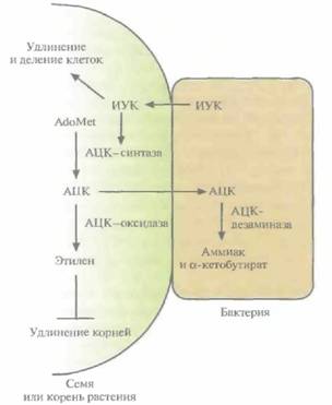 Andio R., D. Silvera, S. D. Suggett, P. L. Achacoso, 9 страница - student2.ru