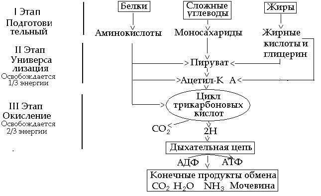 Ассимиляция и диссимиляция – две стороны обмена веществ - student2.ru