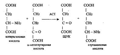 Б) Переаминирование аминокислот - student2.ru