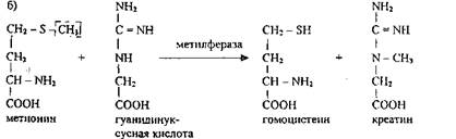 Б) Переаминирование аминокислот - student2.ru