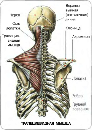 Бицепс(плечелучевые мышцы) №1 - student2.ru