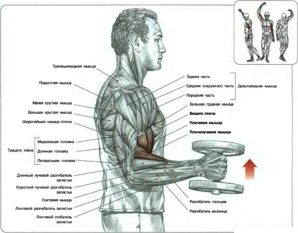 Бицепс(плечелучевые мышцы) №1 - student2.ru