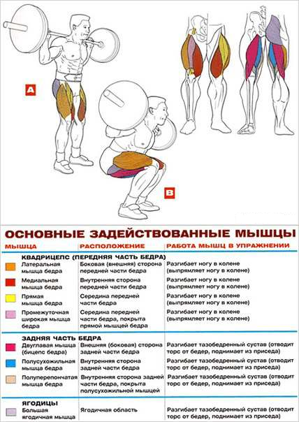 Бицепс(плечелучевые мышцы) №1 - student2.ru