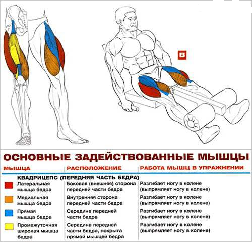 Бицепс(плечелучевые мышцы) №1 - student2.ru