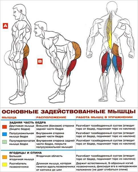 Бицепс(плечелучевые мышцы) №1 - student2.ru