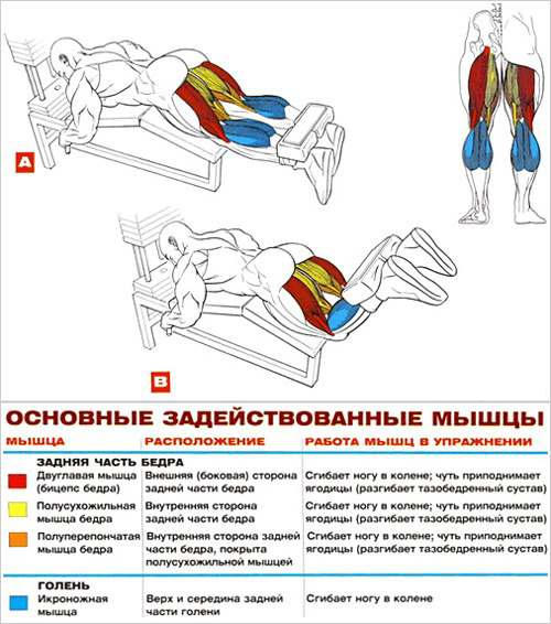 Бицепс(плечелучевые мышцы) №1 - student2.ru