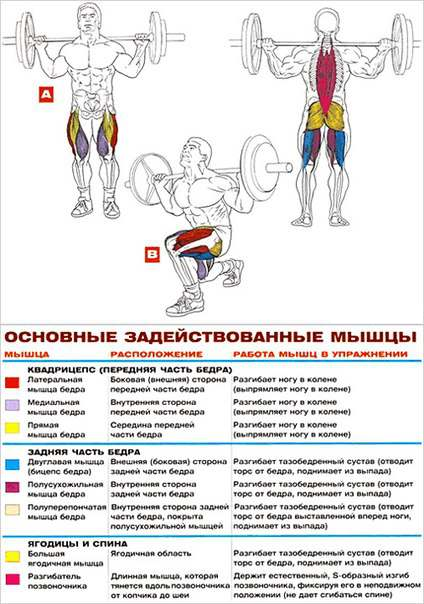 Бицепс(плечелучевые мышцы) №1 - student2.ru