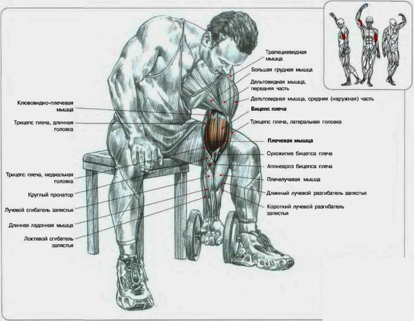 Бицепс(плечелучевые мышцы) №1 - student2.ru
