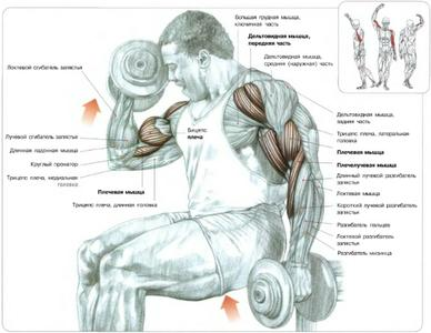 Бицепс(плечелучевые мышцы) №1 - student2.ru