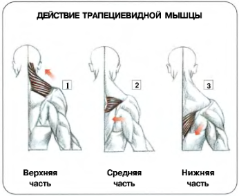 Бицепс(плечелучевые мышцы) №1 - student2.ru