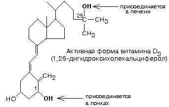 биохимические основы питания человека - student2.ru