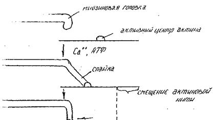 биохимия мышц и мышечного сокращения - student2.ru