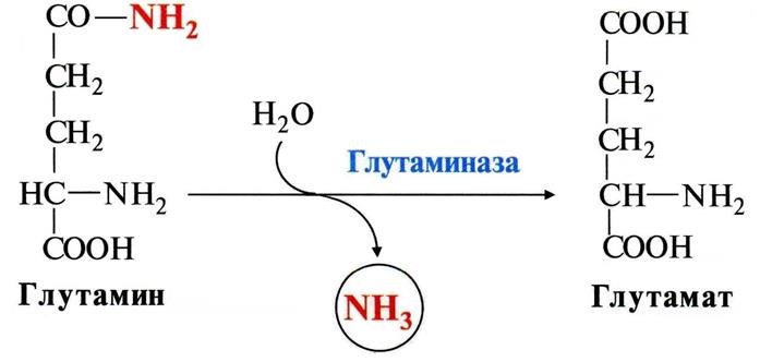 Через клеточные мембраны глутамин легко транспортируется в кровь путём облегчённой диффузии - student2.ru