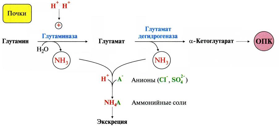 Через клеточные мембраны глутамин легко транспортируется в кровь путём облегчённой диффузии - student2.ru