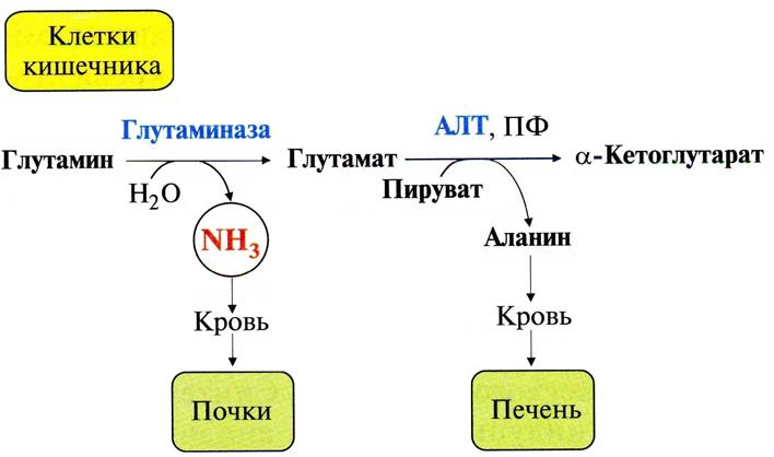 Через клеточные мембраны глутамин легко транспортируется в кровь путём облегчённой диффузии - student2.ru