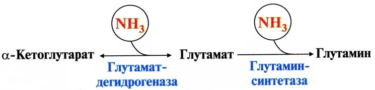 Через клеточные мембраны глутамин легко транспортируется в кровь путём облегчённой диффузии - student2.ru