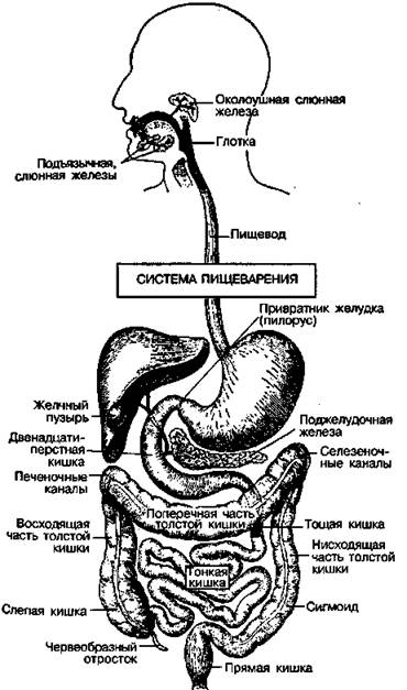 чудесный механизм нашего тела - student2.ru