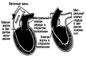 чудесный механизм нашего тела - student2.ru