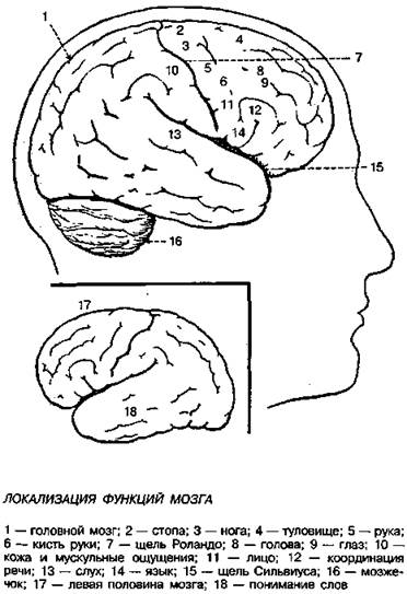 чудесный механизм нашего тела - student2.ru