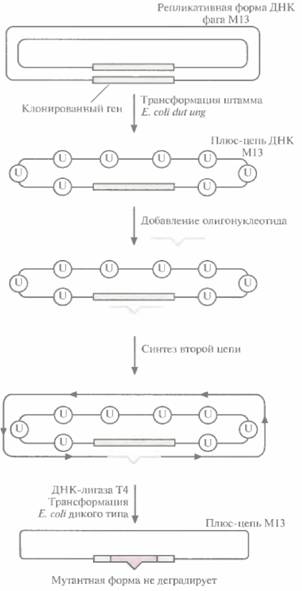 Cockett M. I., С. R. Beddington, G. T. Yarranton - student2.ru