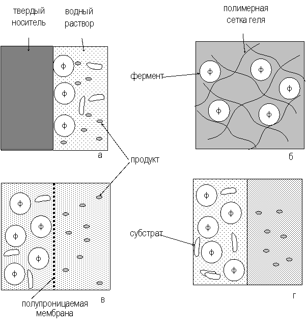 Физическая иммобилизация ферментов - student2.ru
