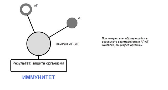 Гиперчувствительность замедленного типа (ГЗТ) - student2.ru