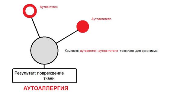 Гиперчувствительность замедленного типа (ГЗТ) - student2.ru