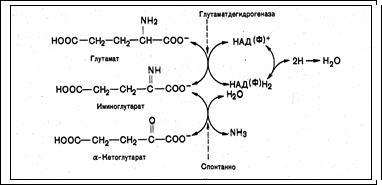 глутаминовая кислота гамк - student2.ru