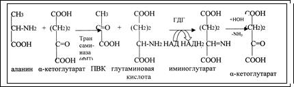 глутаминовая кислота гамк - student2.ru