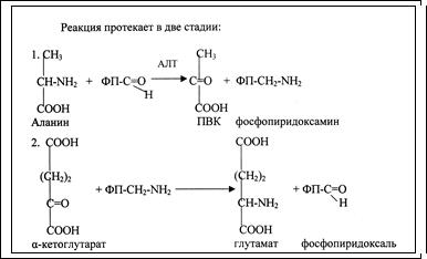 глутаминовая кислота гамк - student2.ru