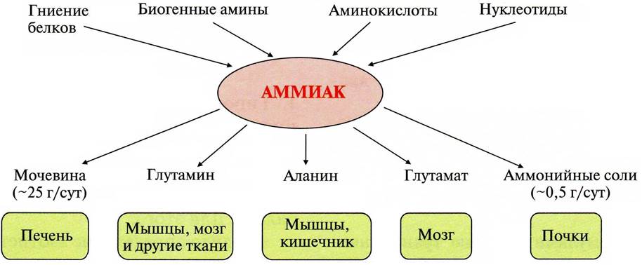 Глутаминсинтетаза расположена в митохондриях клеток - student2.ru