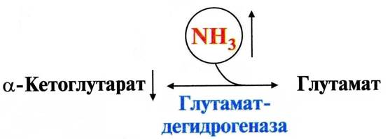 Глутаминсинтетаза расположена в митохондриях клеток - student2.ru